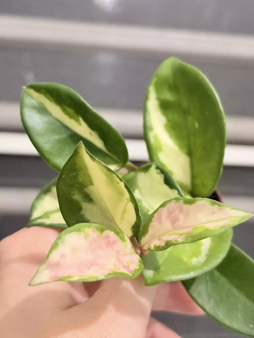 Hoya Krimson Queen thumbnail