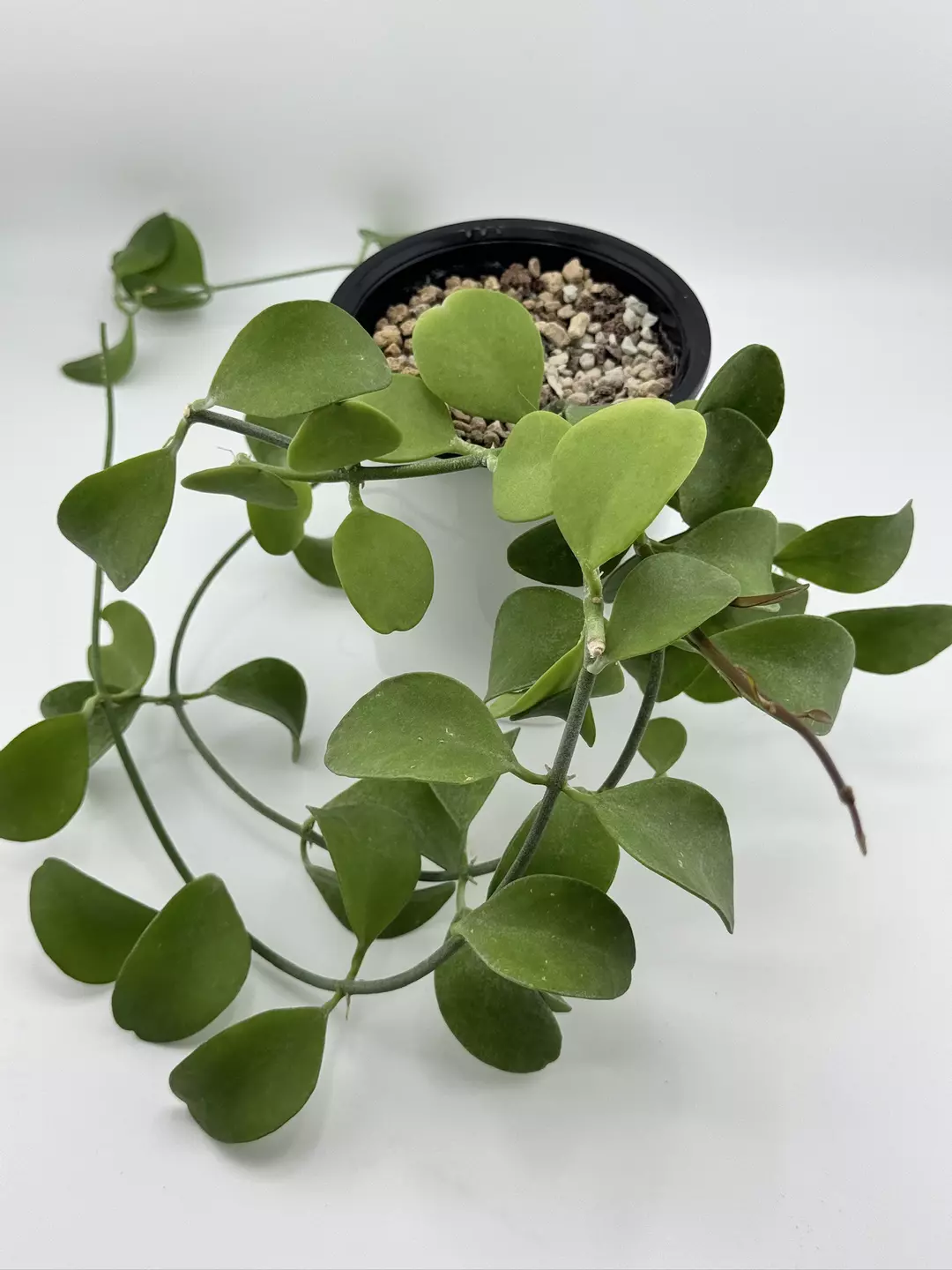 Dischidia Gerri thumbnail