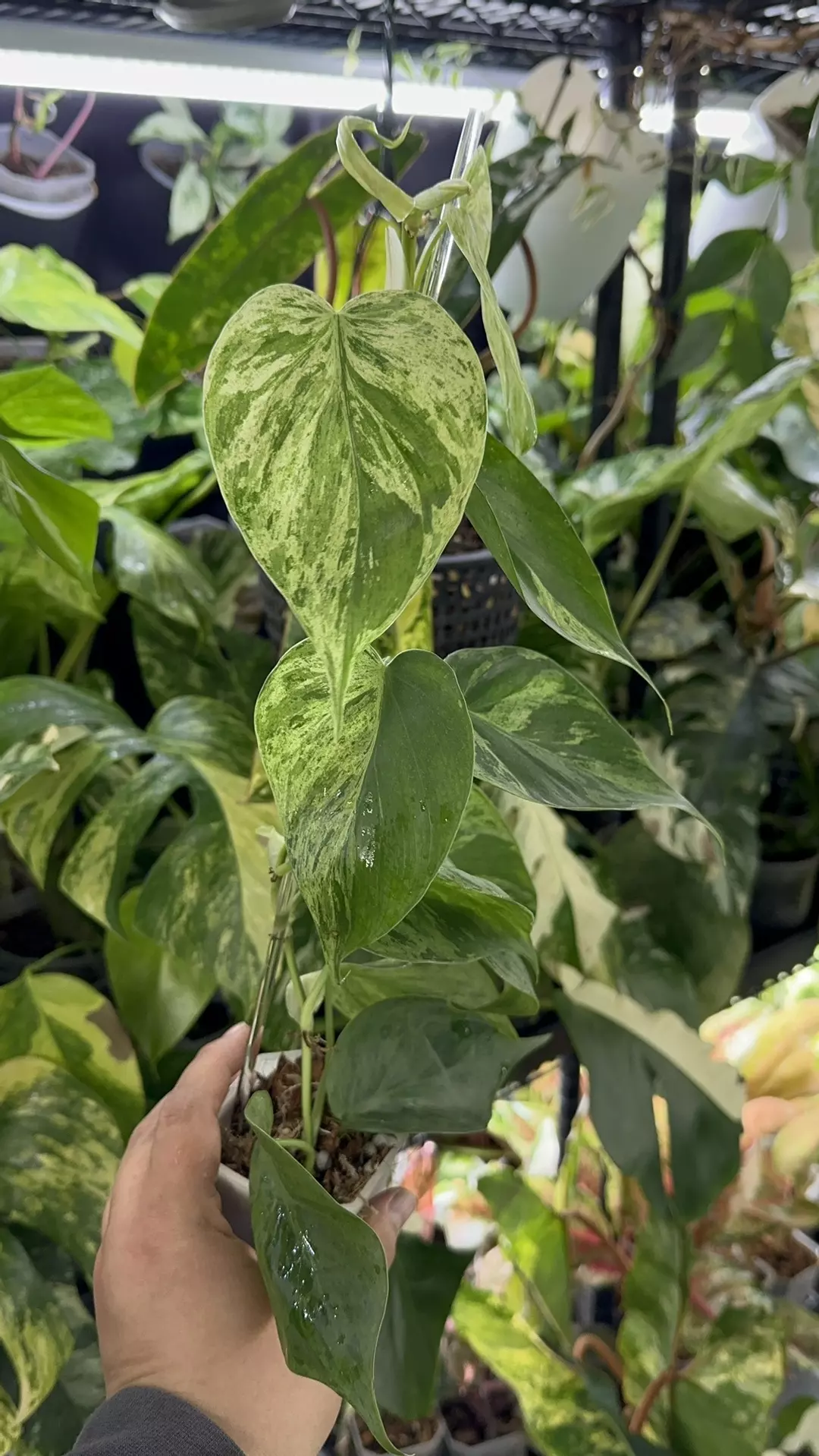 Philodendron Variegated Heart Leaf  thumbnail