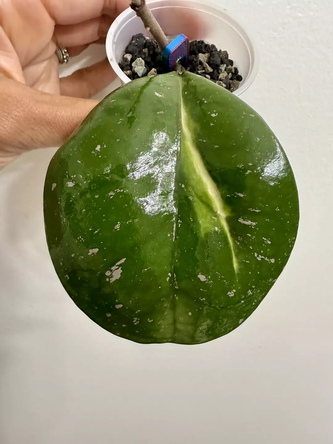 Obovata inner var (1) thumbnail