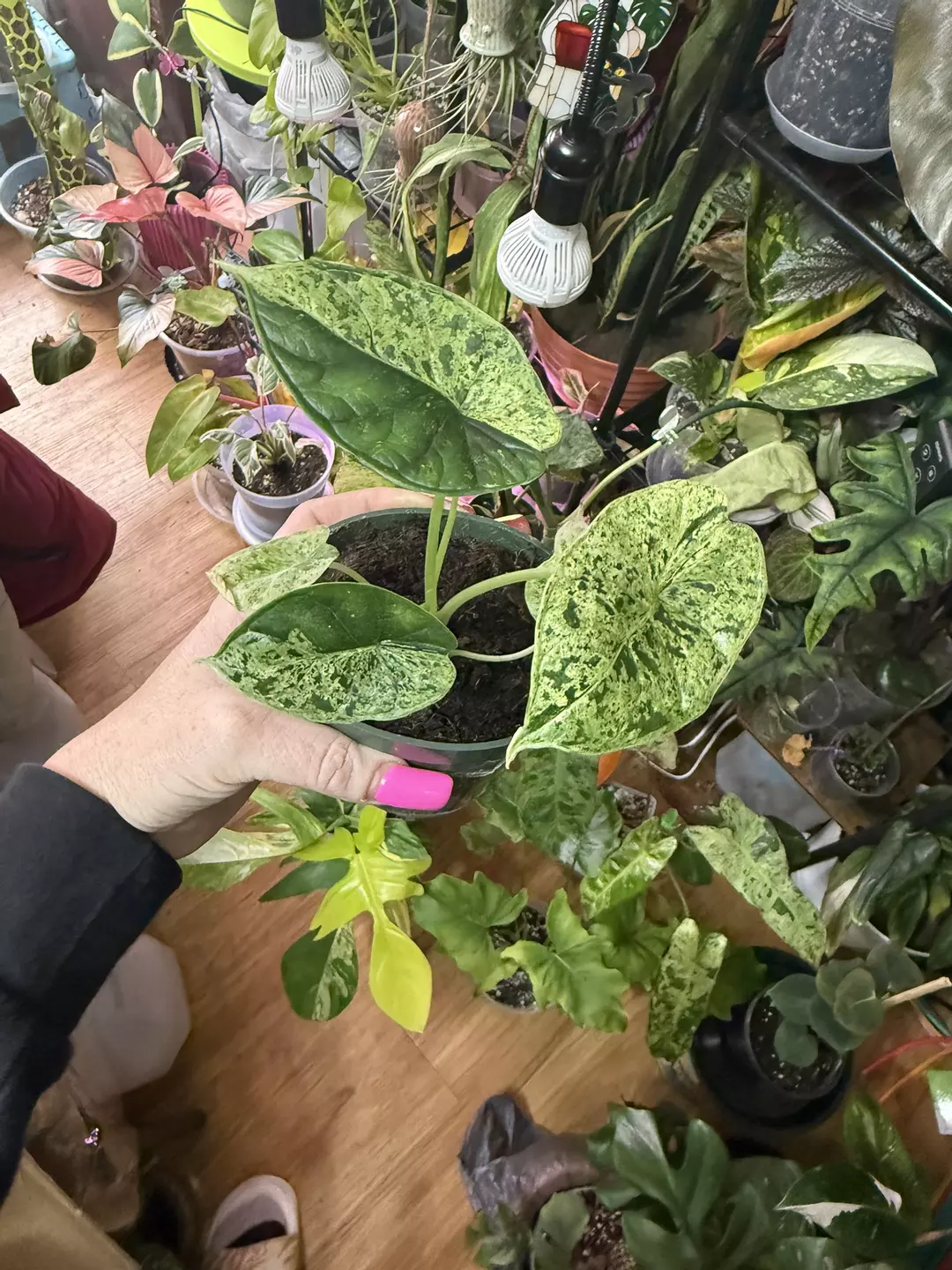 Dragon scale Mint thumbnail