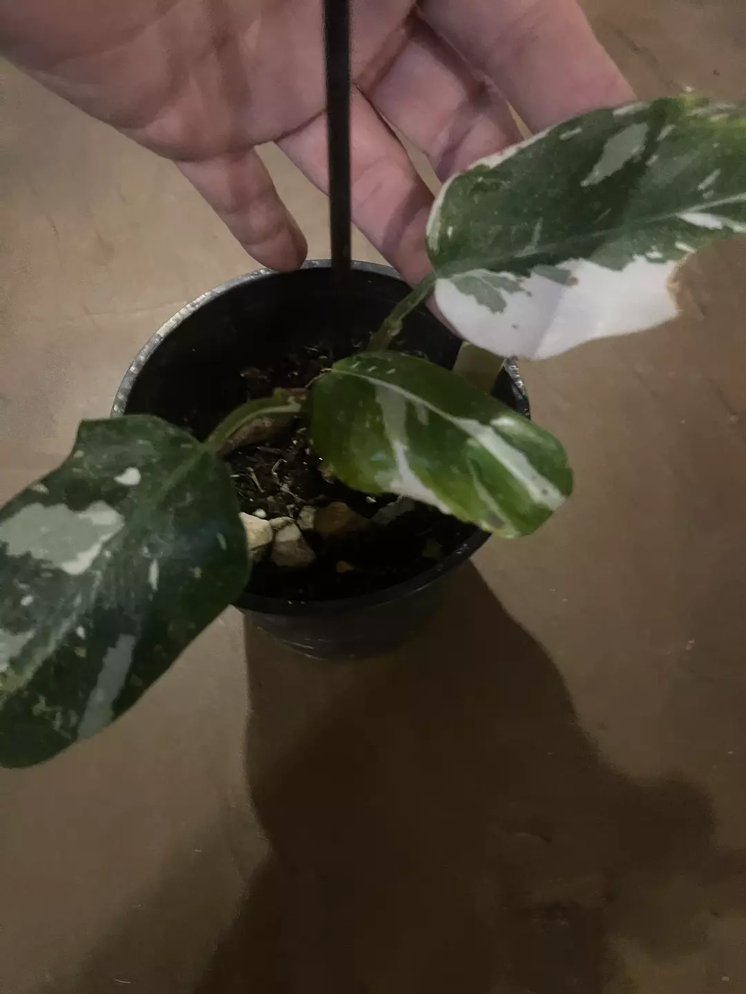 Philodendron White Princess  thumbnail