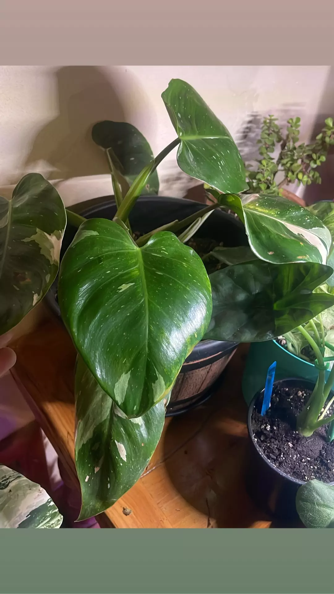 Philodendron White Princess thumbnail