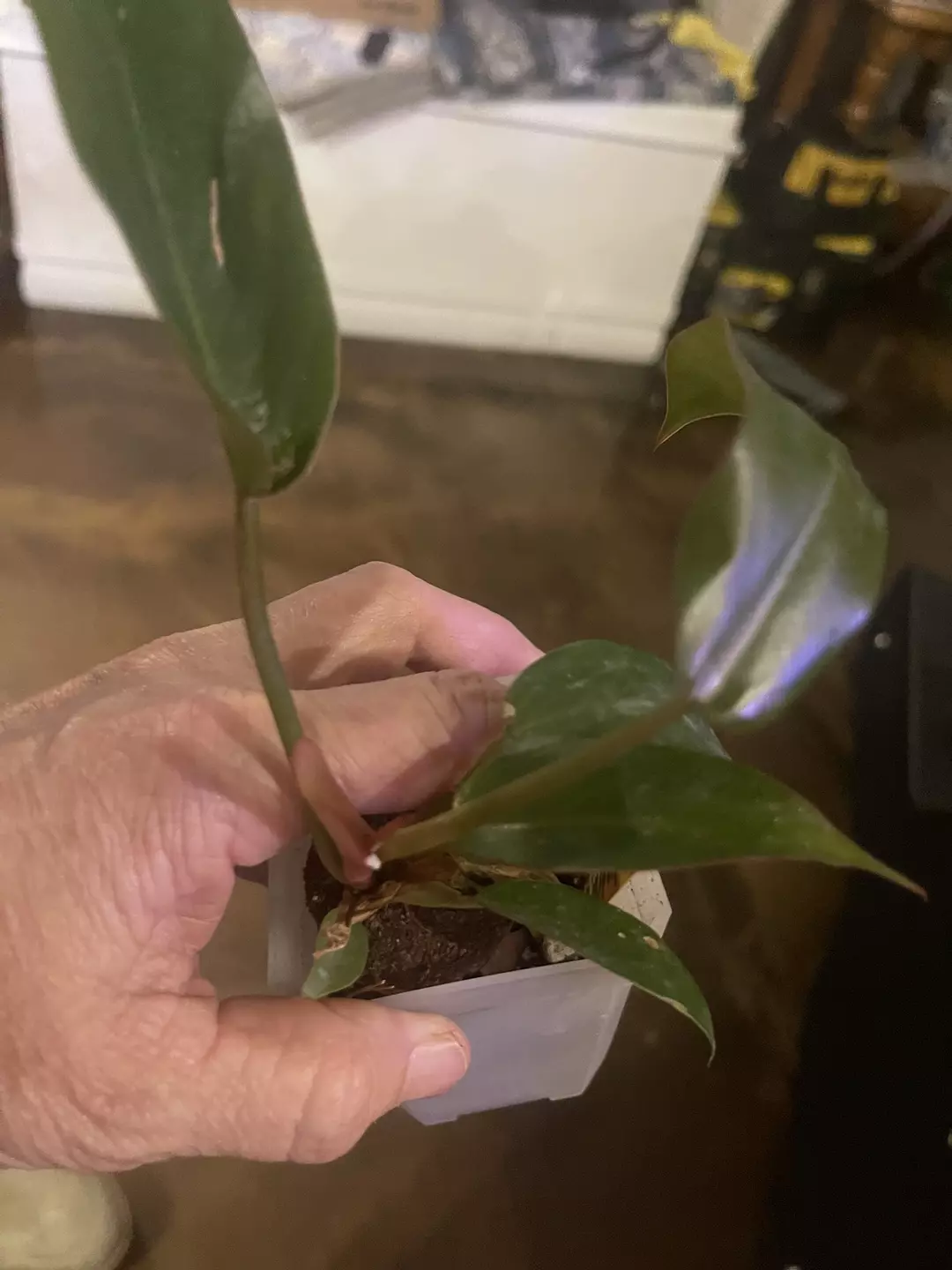 Philodendron Pink Princess thumbnail