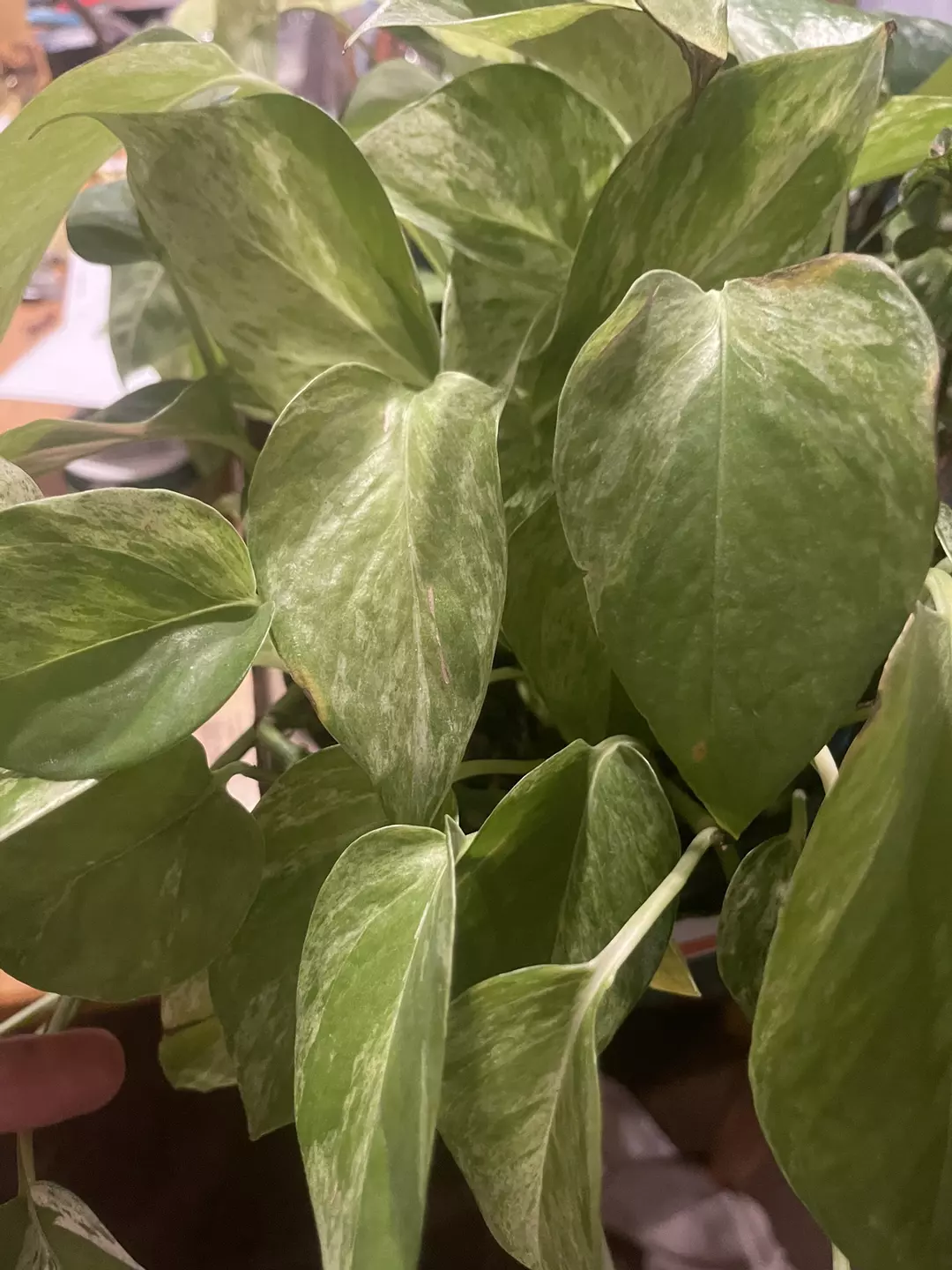 Marble Queen Pothos 6 inch thumbnail