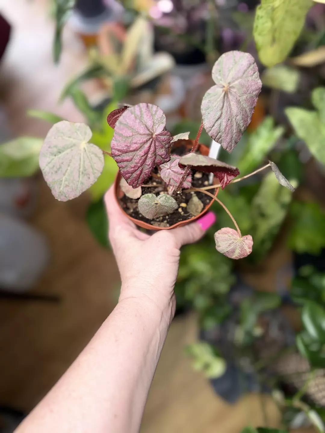 Stormy Sunset thumbnail