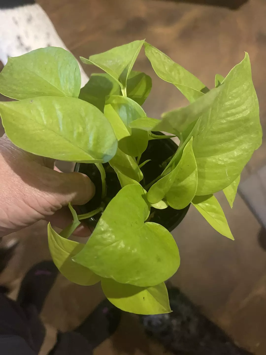 Neon Pothos thumbnail