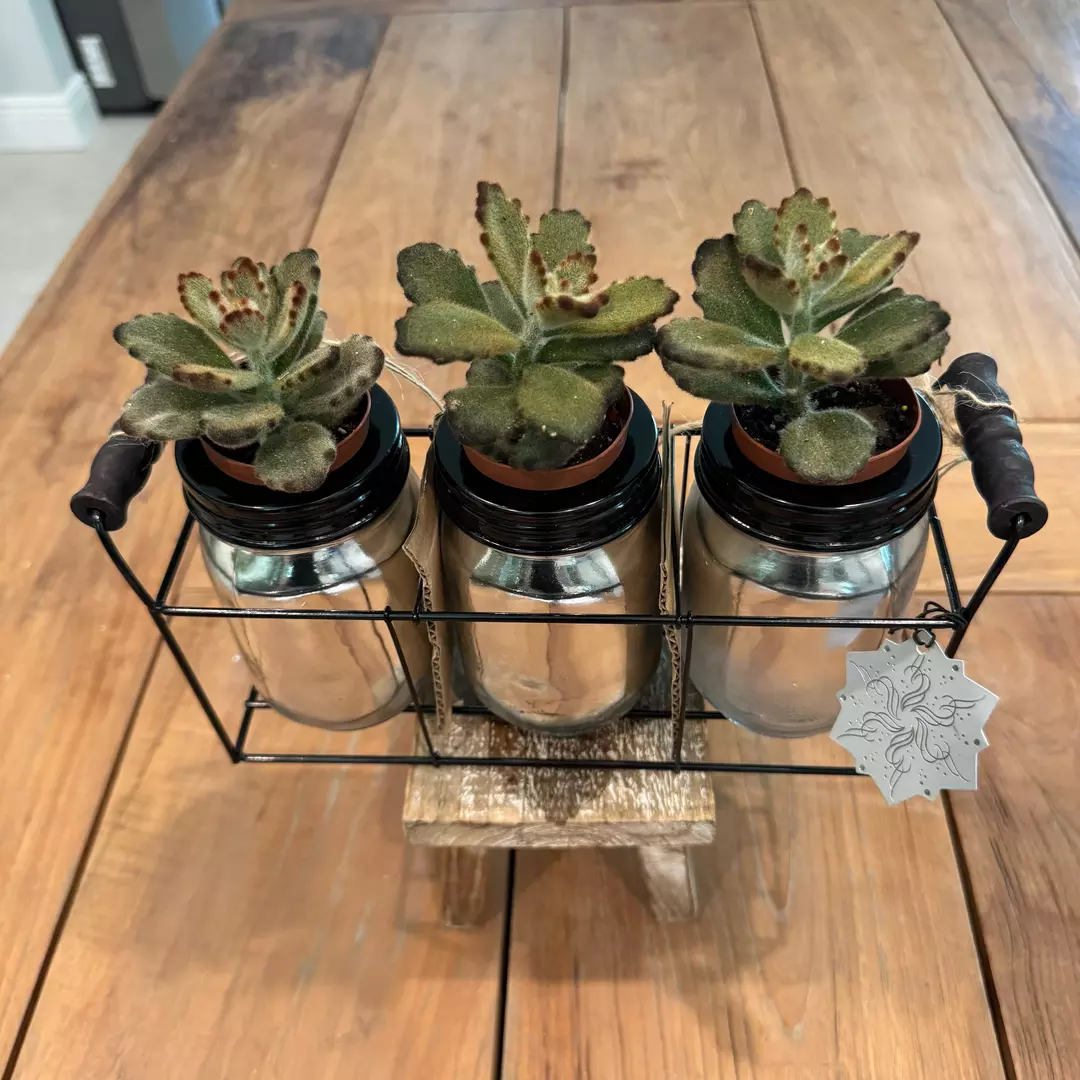 Set of succulents and pots 
Ref 2734
 thumbnail