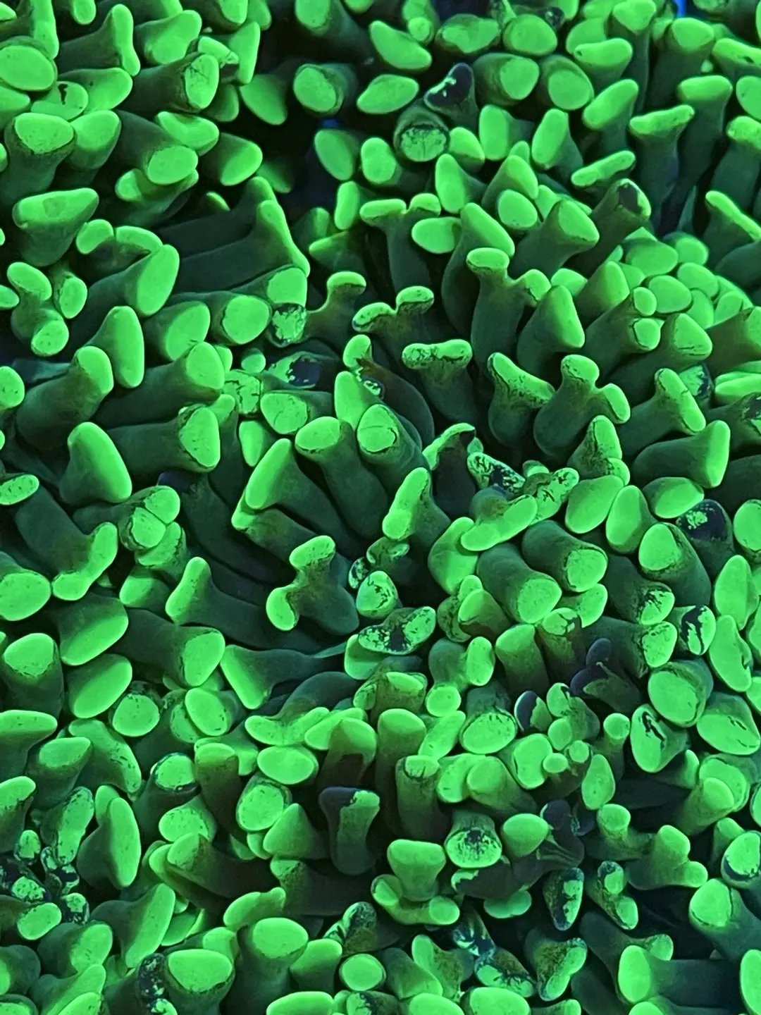 Toxic Splater Hammer Coral thumbnail