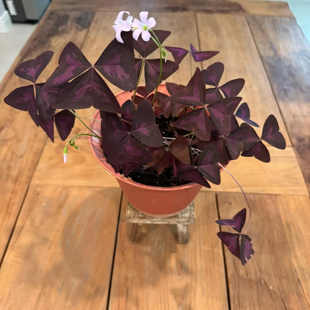 Oxalis triangularis 6 inch 
Ref 2731
 thumbnail