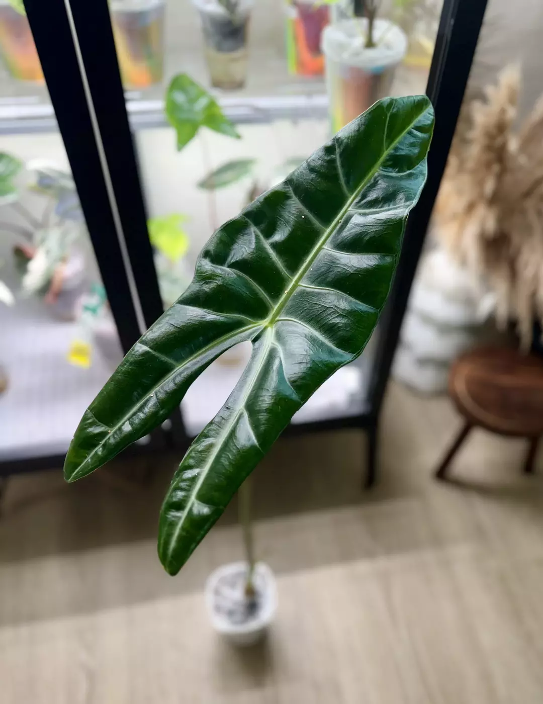 Alocasia Longiloba corm “A” (mama NFS) thumbnail