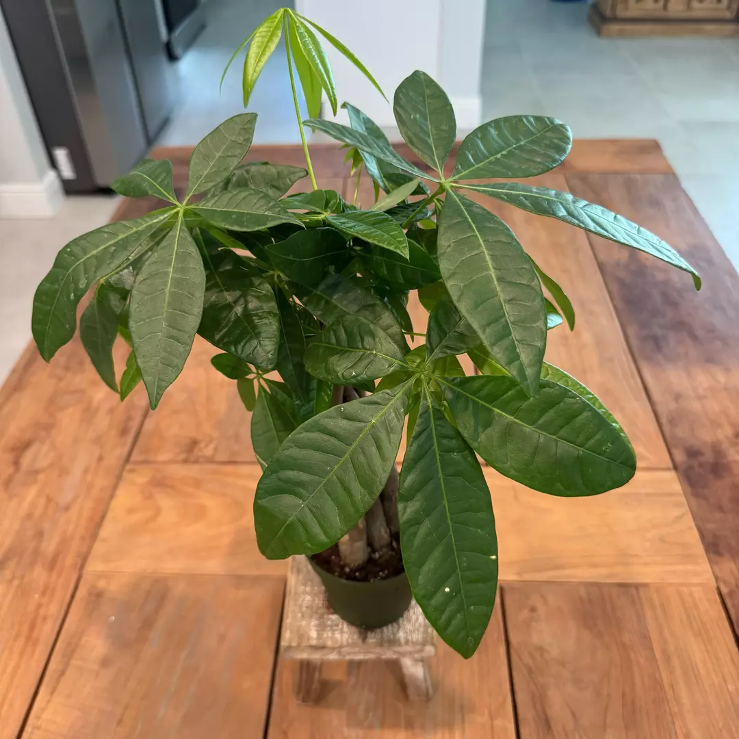 Money tree 4 inch 
Ref 2631  thumbnail