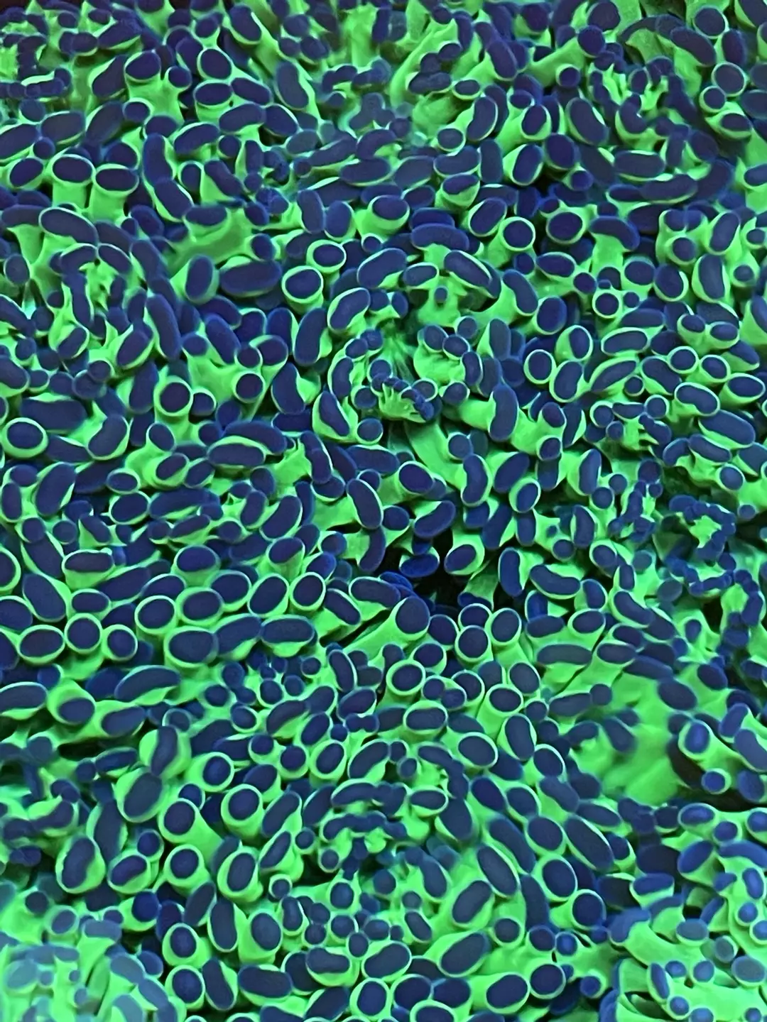 Purple Green Frogspawn Coral thumbnail