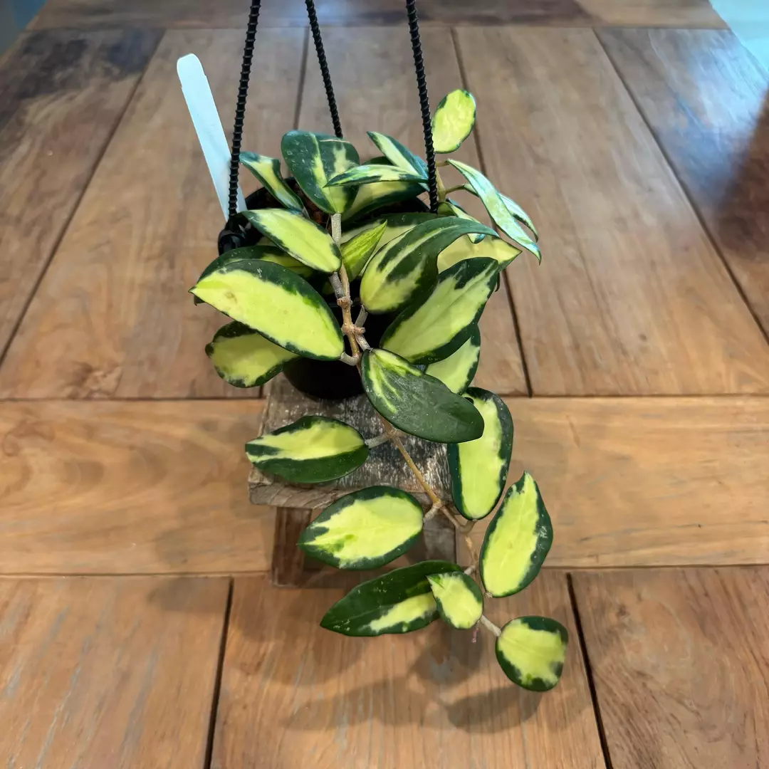Hoya Acuta inner variegated 4inch 
Ref 8909
 thumbnail