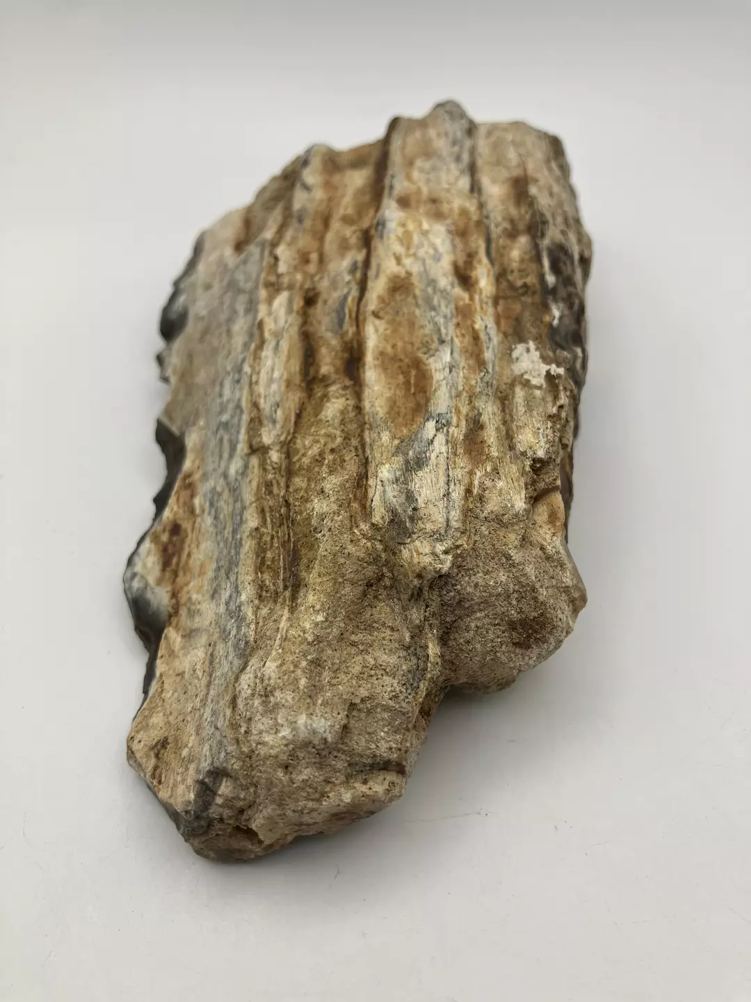 Stinking Water Oak Petrified Wood - Agatized - 1lb 2.30oz thumbnail
