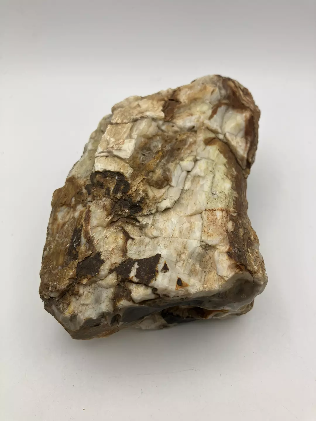 Hampton Butte Petrified Wood - Agatized - 1lb 3.20oz thumbnail