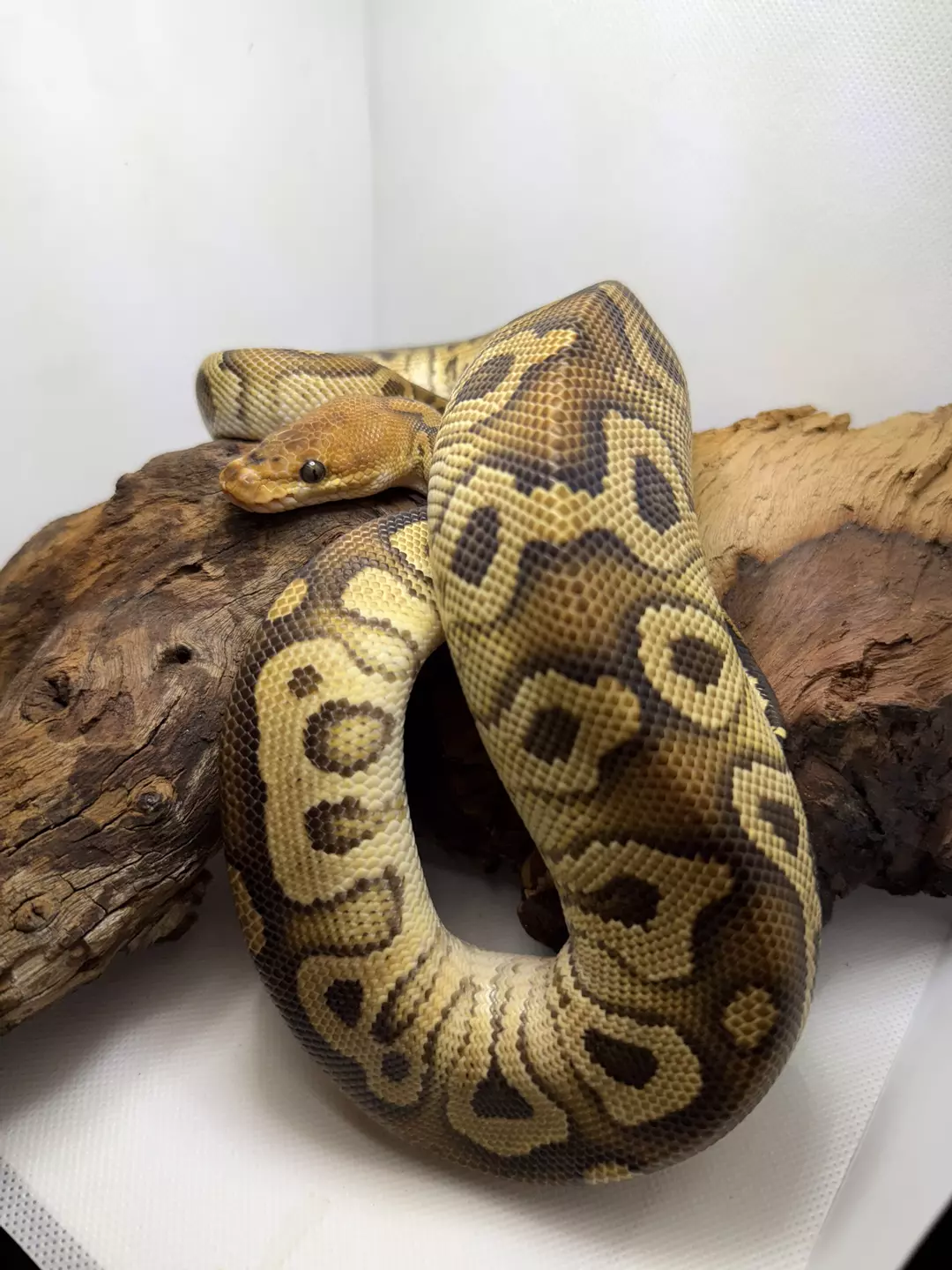 M Cypress Clown thumbnail