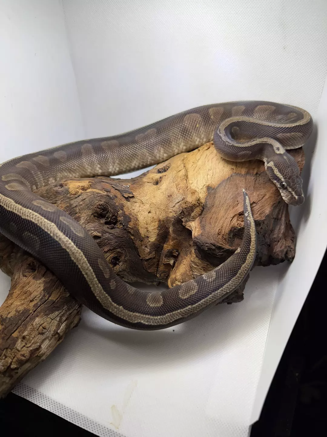 F GHI Mojave VPI Axanthic thumbnail