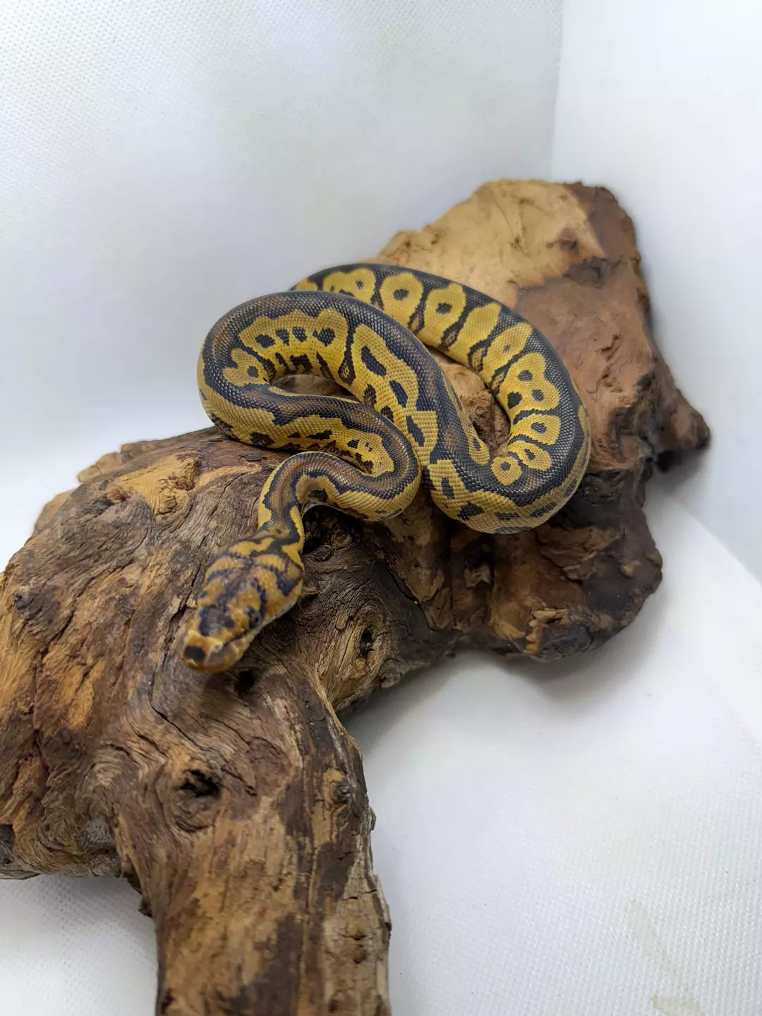 F Redstripe Clown 100% het Desert Ghost thumbnail