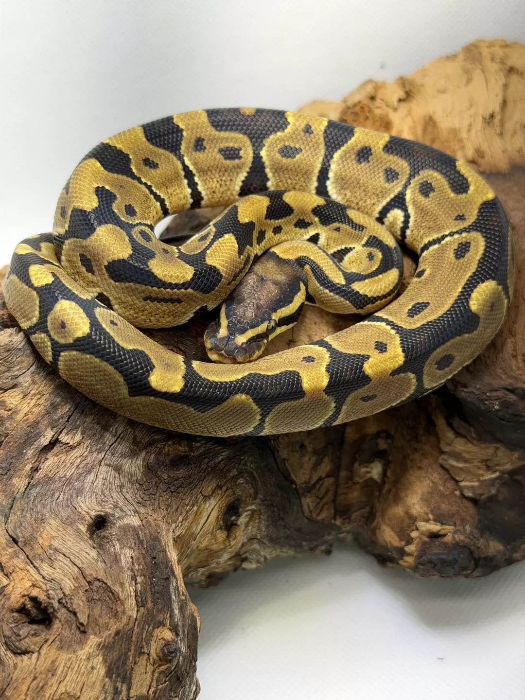 M Enchi Vanilla 100% het VPI Axanthic thumbnail