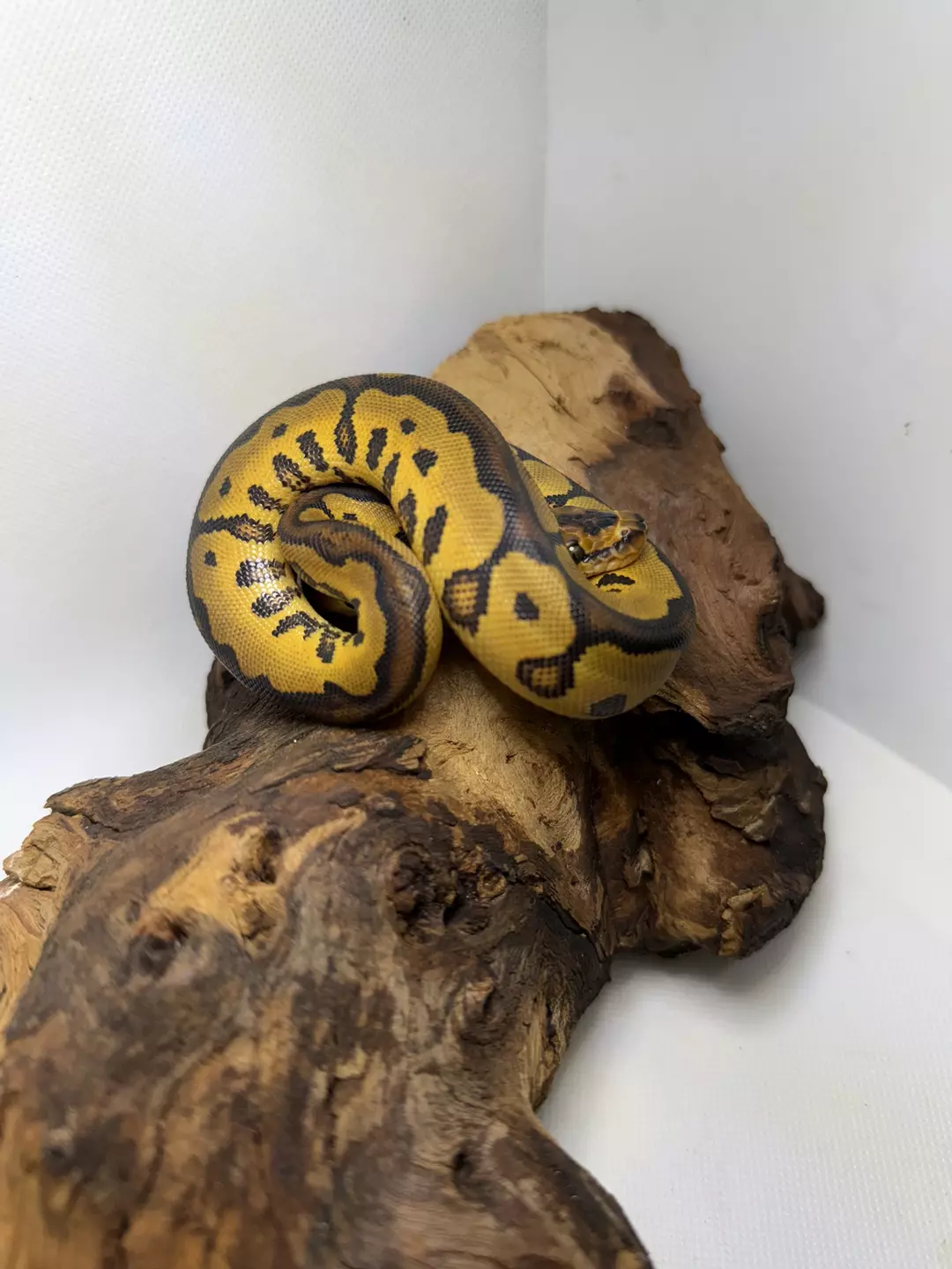 F Yellowbelly Clown 100% het Desert Ghost thumbnail