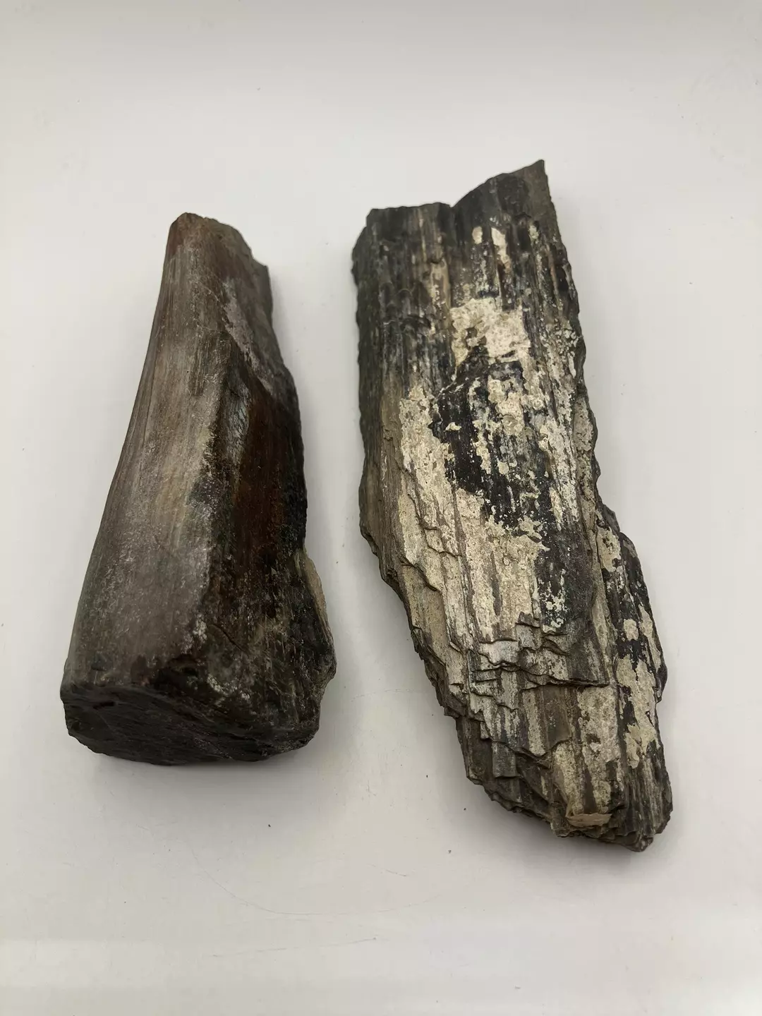 Hampton Butte Petrified Wood - Agatized - 2PCS - 1lb 4.65oz thumbnail