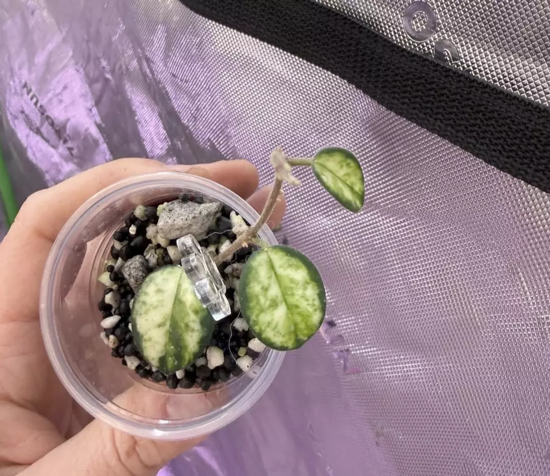 Variegated Mathilde Cutting thumbnail