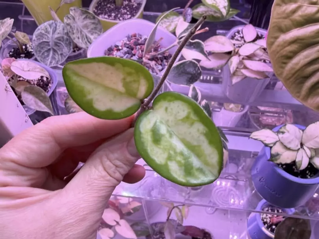 Madera Green Edge-Fresh cutting  thumbnail