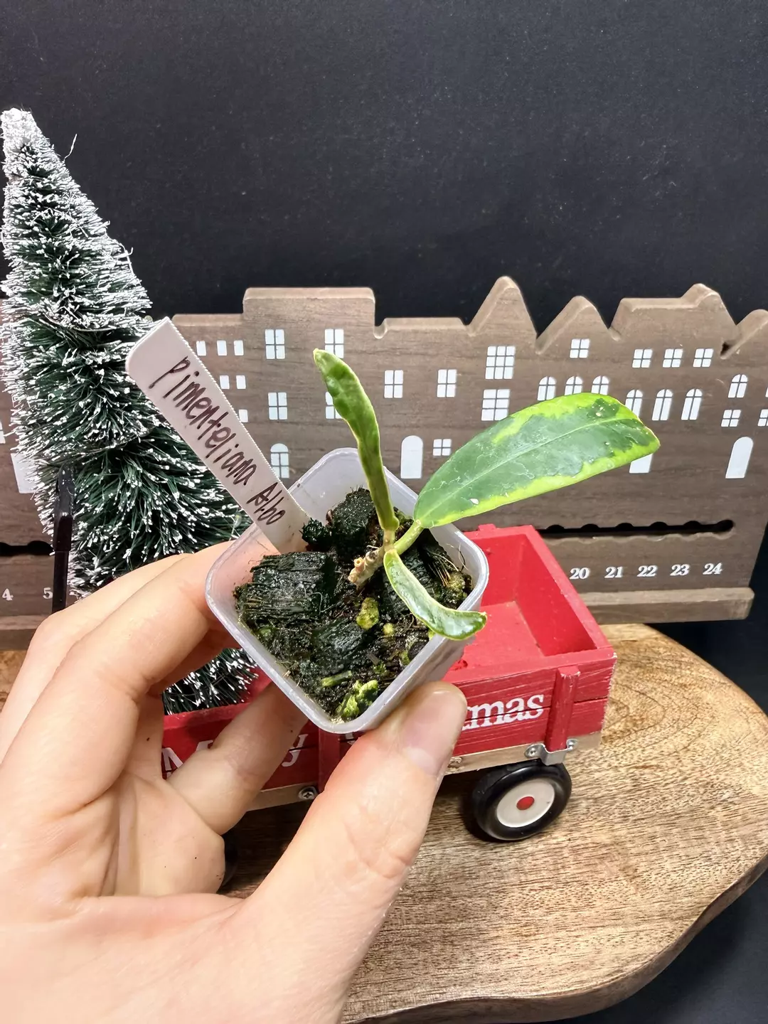 Hoya pimenteliana albo #23 thumbnail