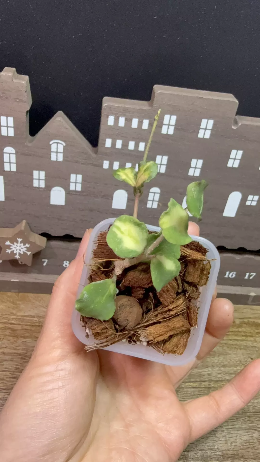 Hoya Kanyakumariana Variegated Rooted  (actual plant#2 thumbnail