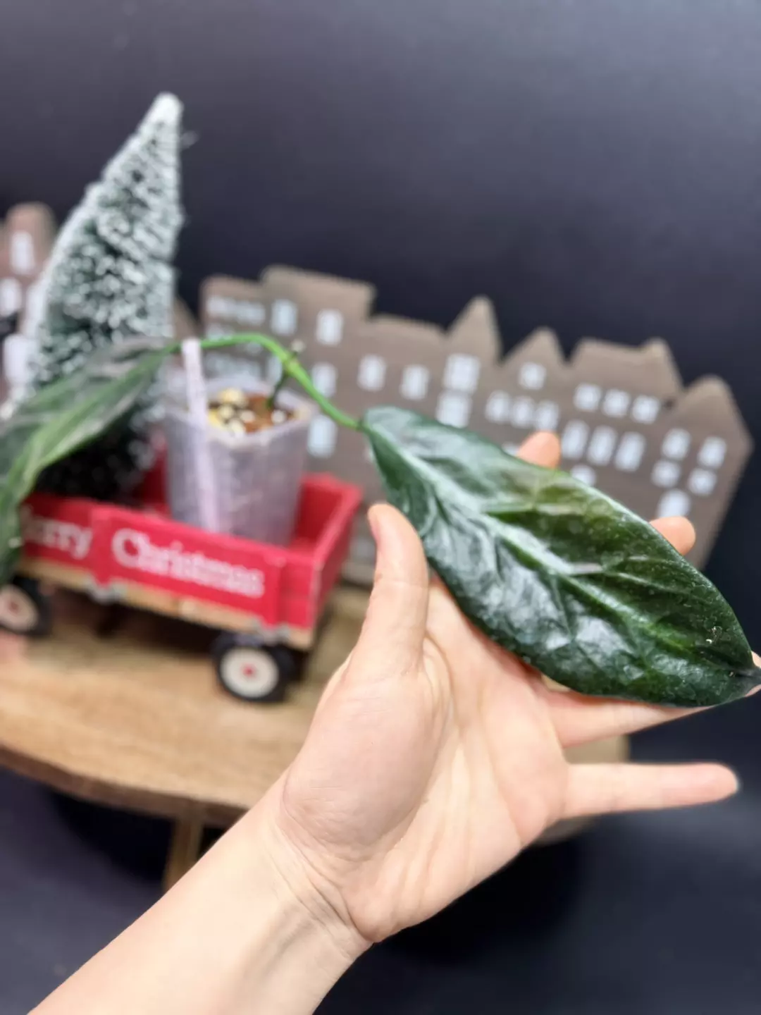 hoya onychoides thumbnail