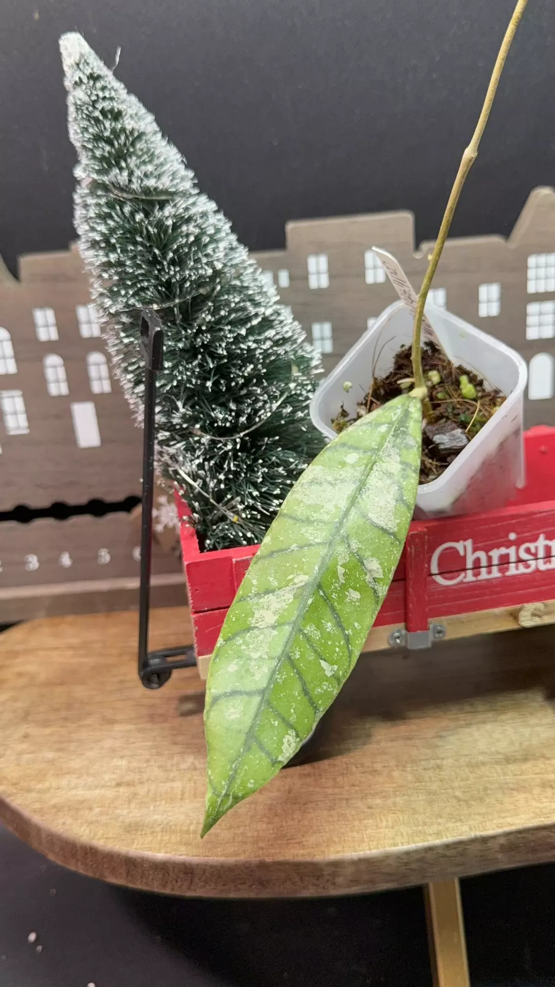 Hoya callistophylla AH BlueStone#15 thumbnail