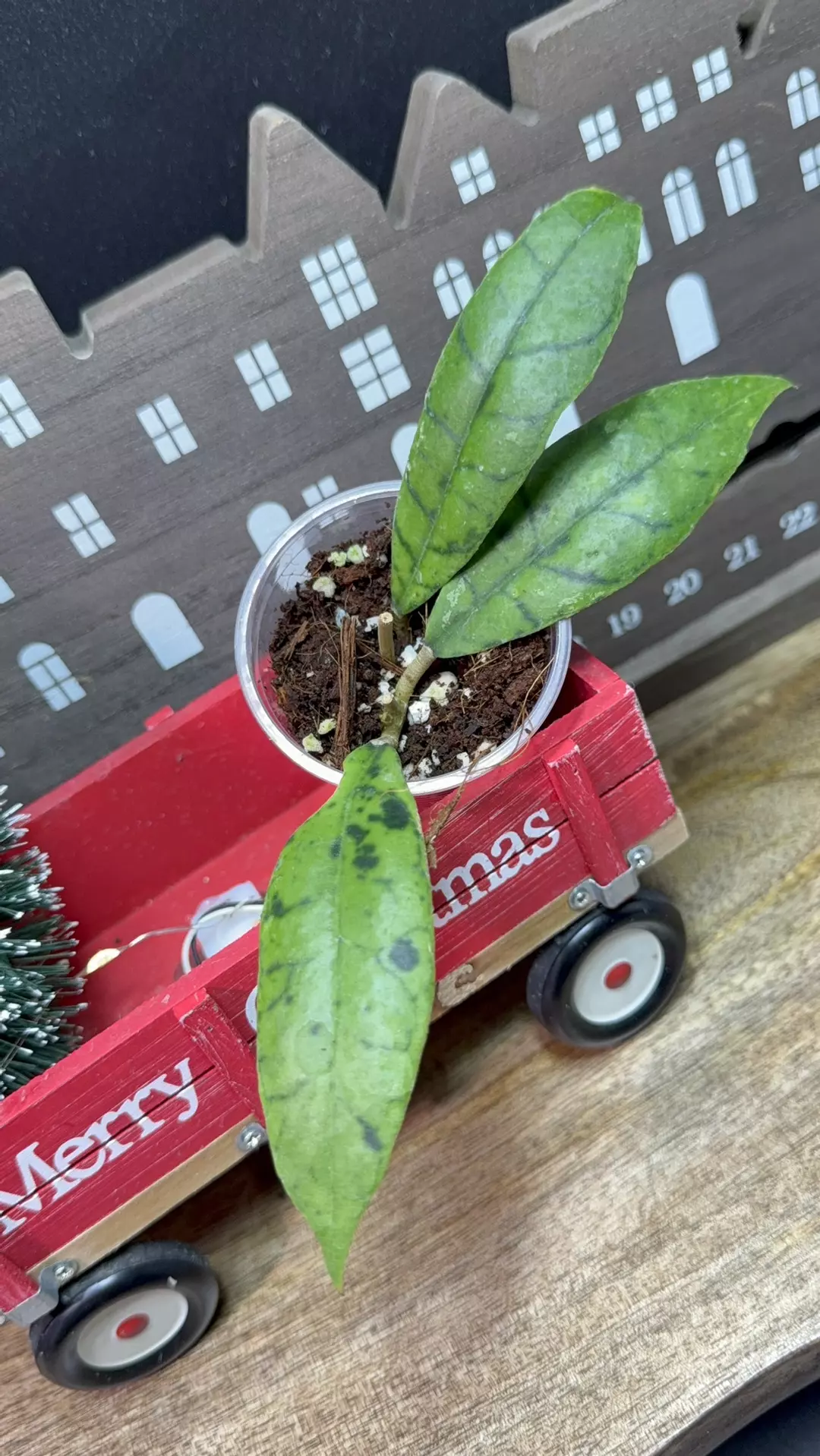 Hoya Callistophylla 'Black Cat thumbnail