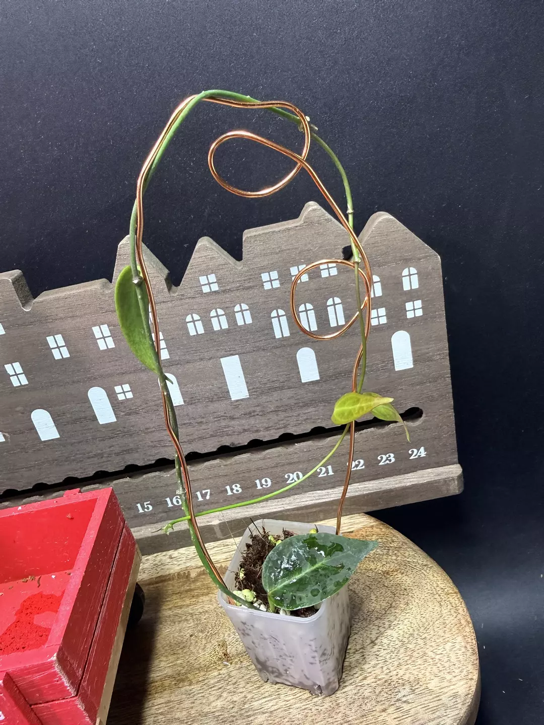 Hoya Carrii thumbnail