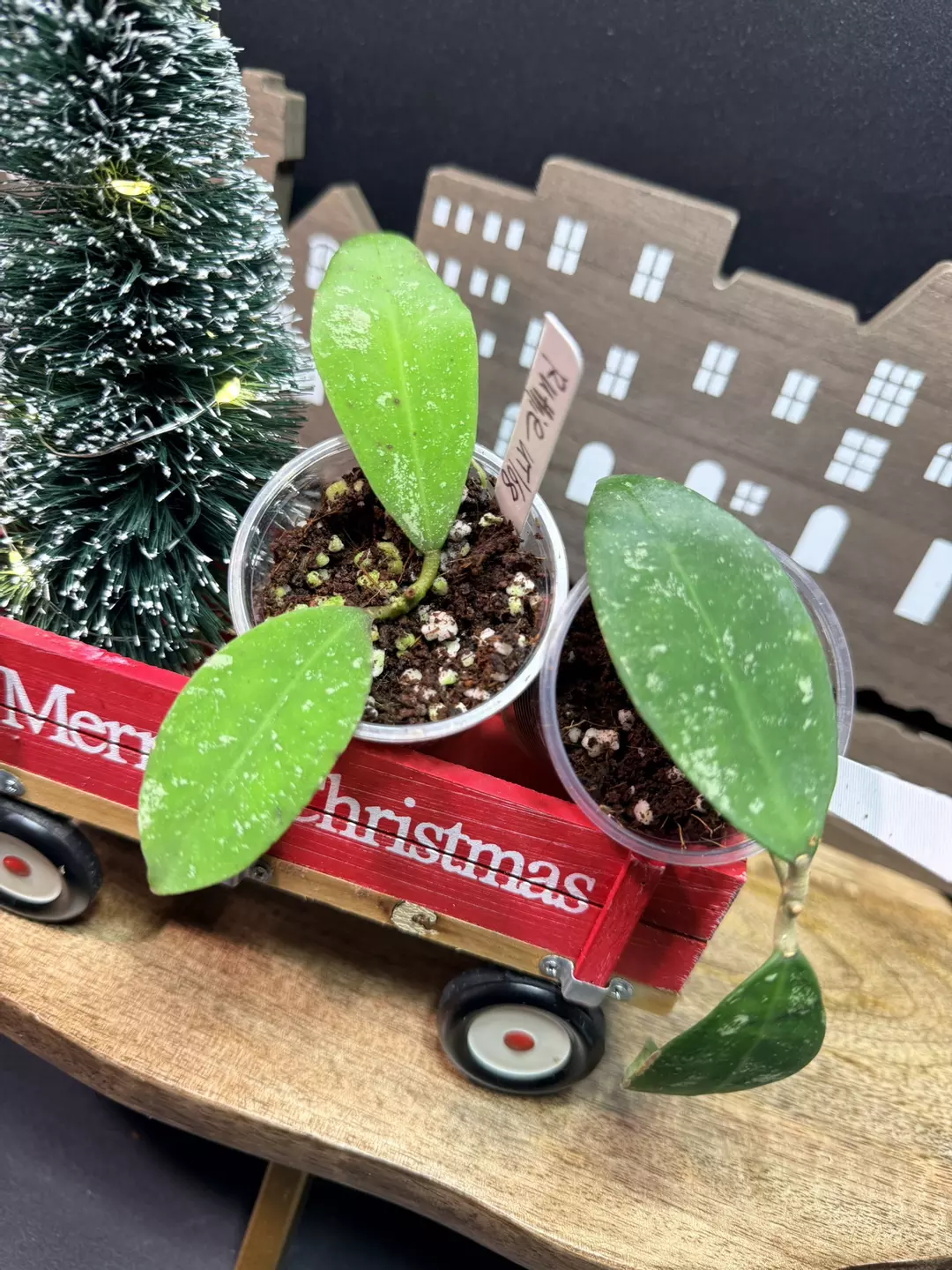Hoya Ruthiae (Grower’s choice,rooted cuttings. thumbnail