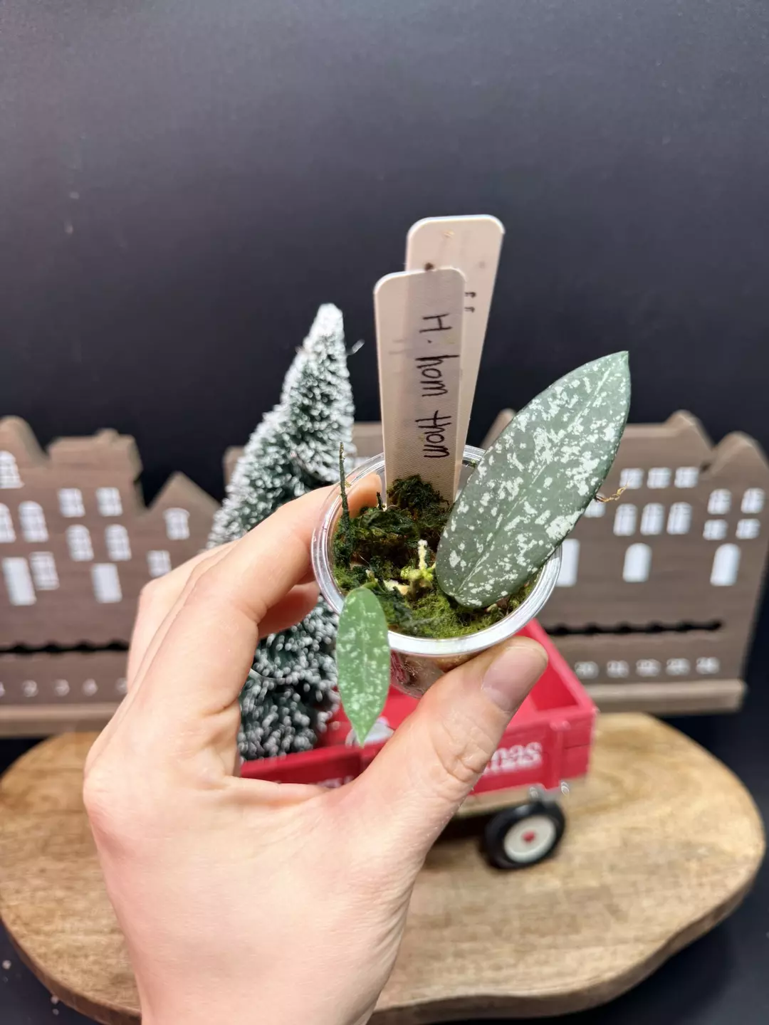 hoya sungwookii Aka hon thom (Super splash)#16 thumbnail