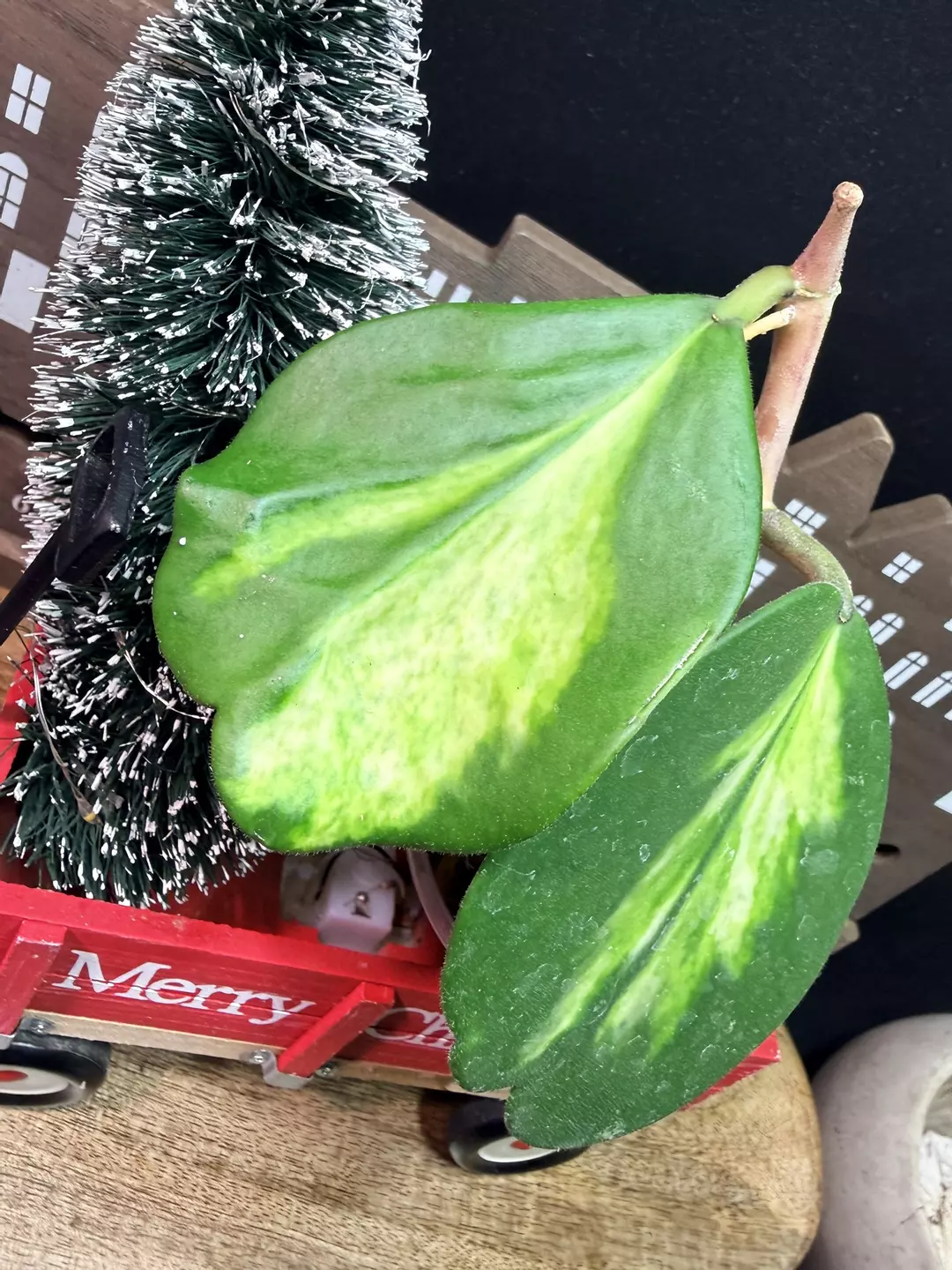 Hoya Kerrii Spot Inner variegated#4 thumbnail