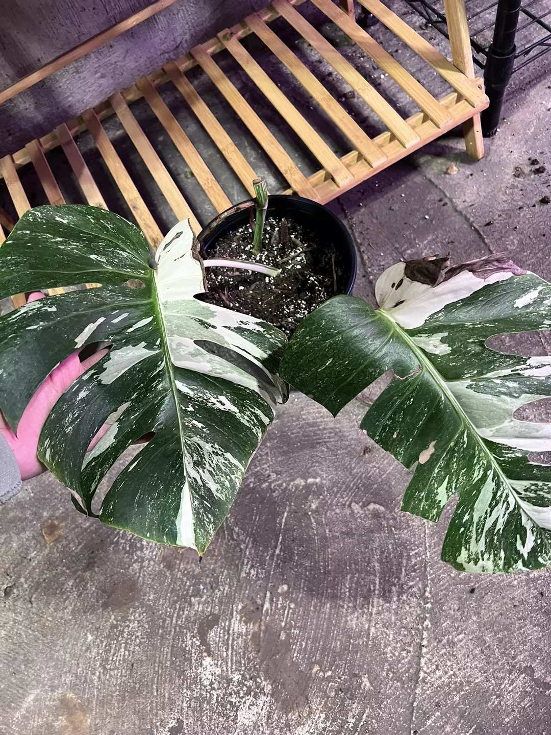 Monstera albo base cut thumbnail