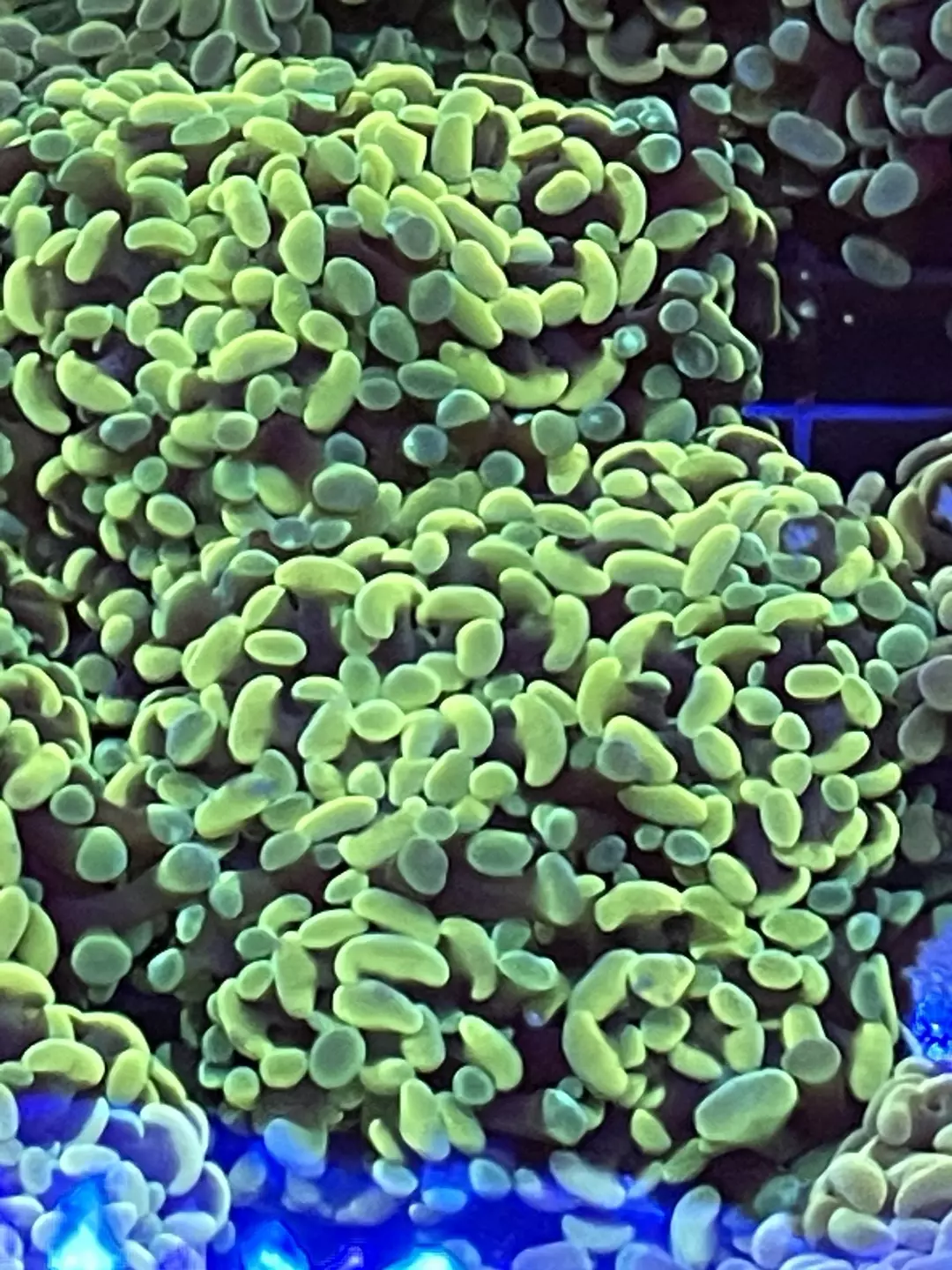 Yellow Hammer Coral thumbnail