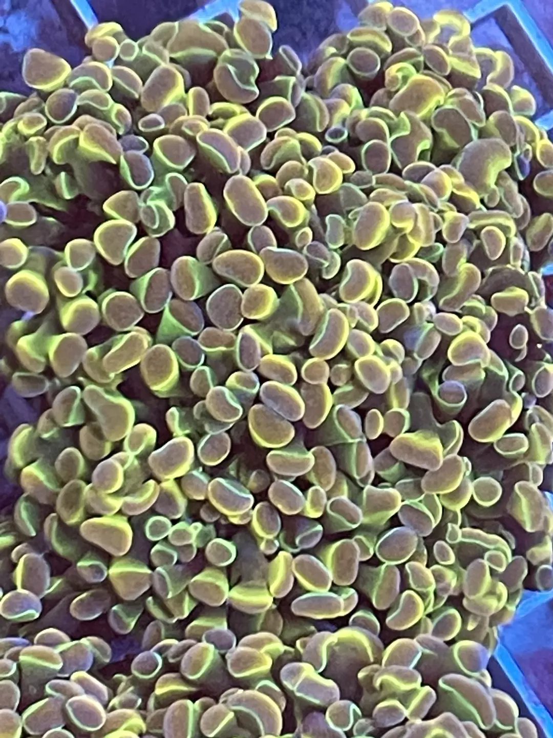 Rainbow Hologram Hammer Coral *Not included in packs* thumbnail