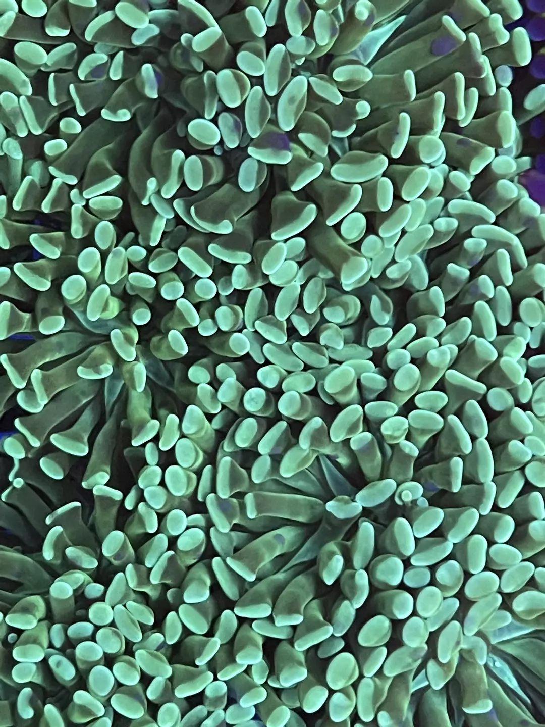 Mint Hammer Coral thumbnail