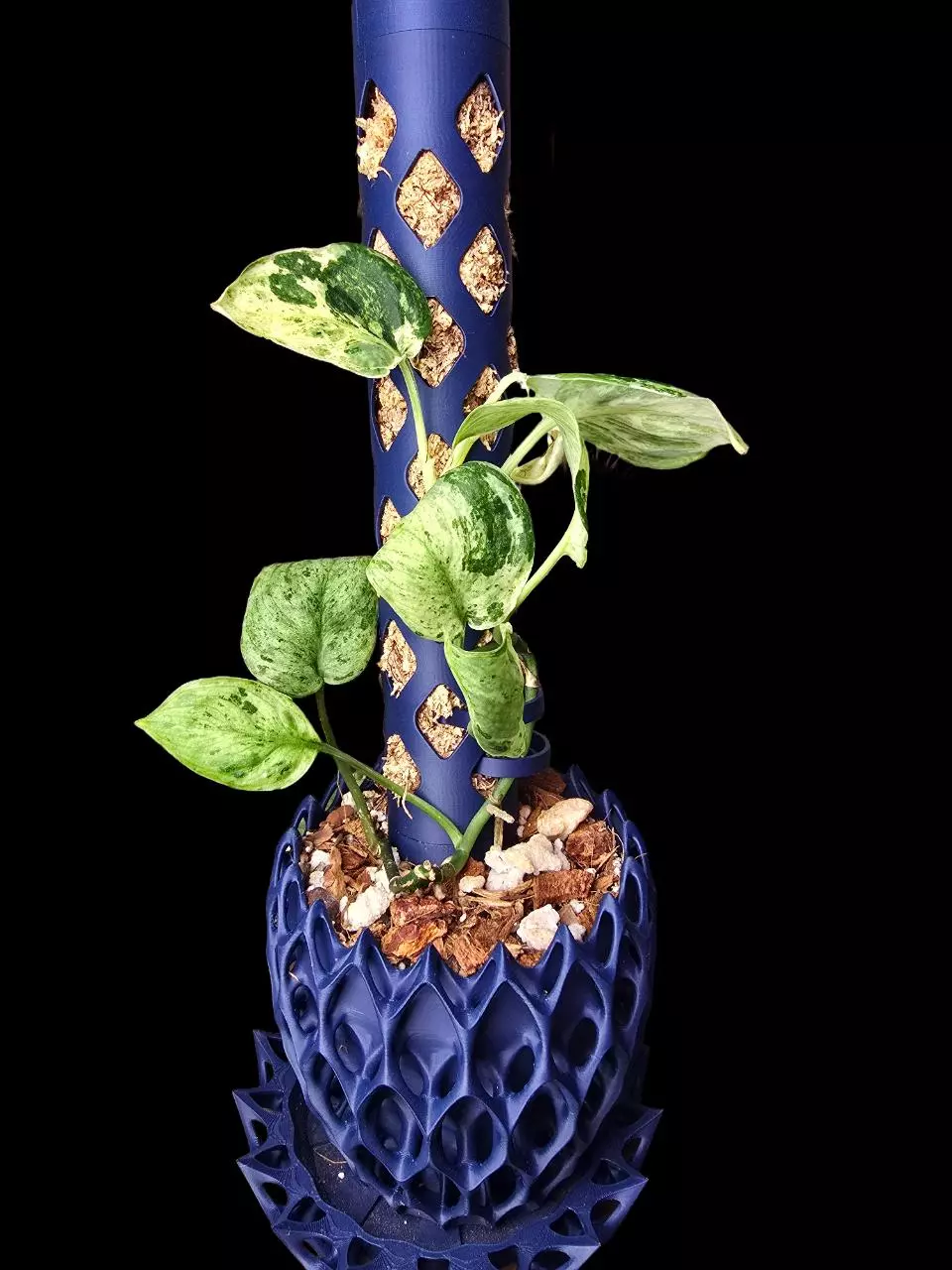 Creme Brulee Scindapsus with Planter, Pole, and tray thumbnail