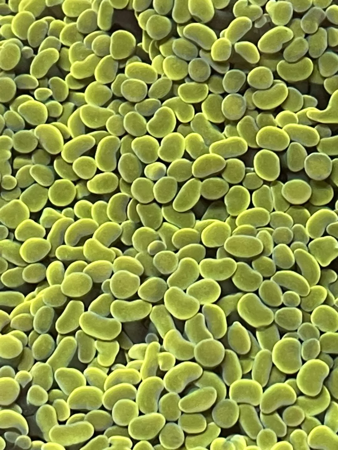 Gold Hammer Coral thumbnail