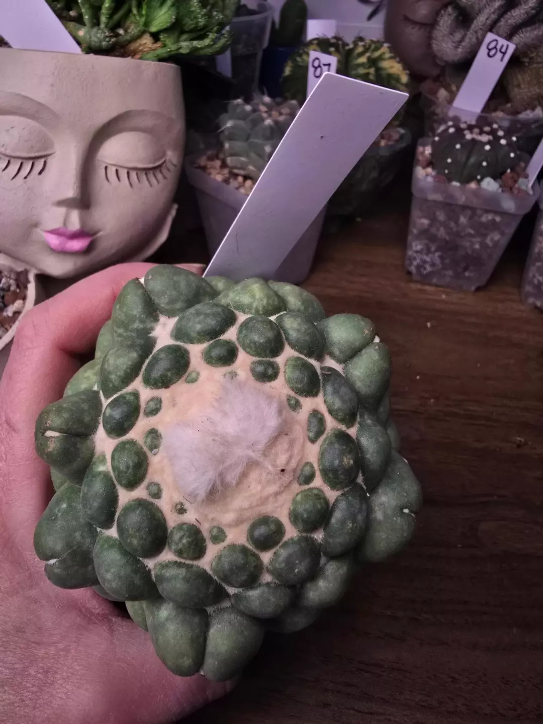 Corypantha Elephant 82 thumbnail