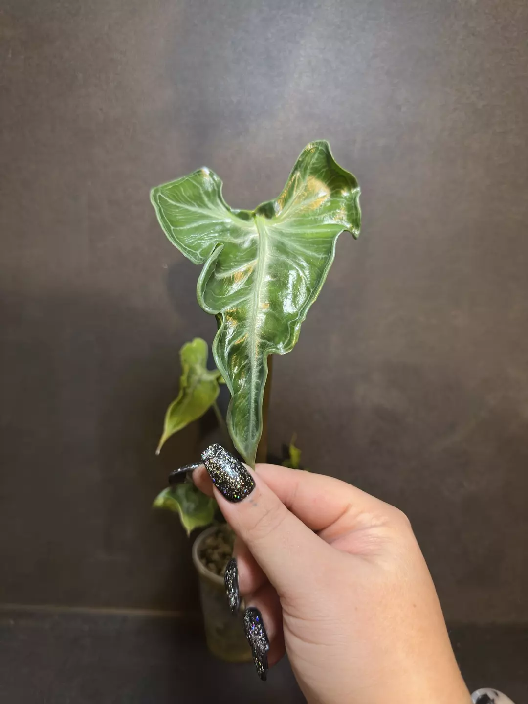 Teletubbies •Corm GC• thumbnail