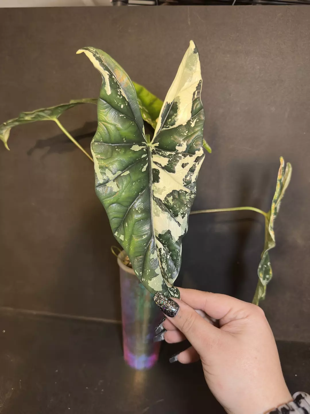 Simpo Albo •Corm GC• thumbnail