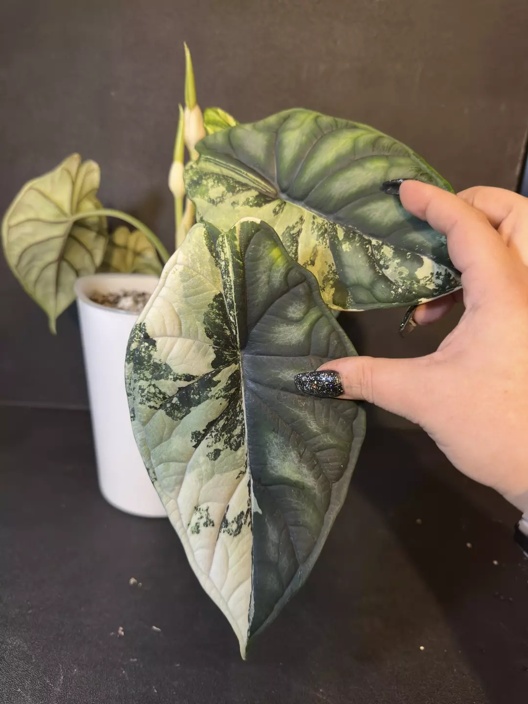 Dragon Scale Aurea/Tri Color •Corm B• thumbnail