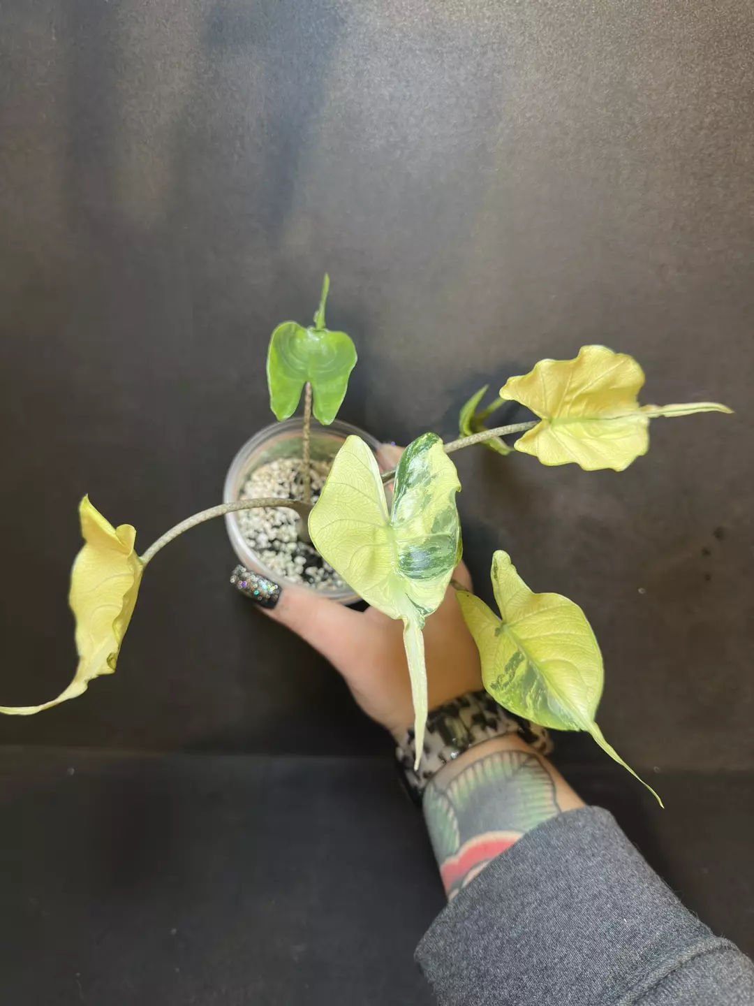 Stingray Aurea •Corm GC• thumbnail