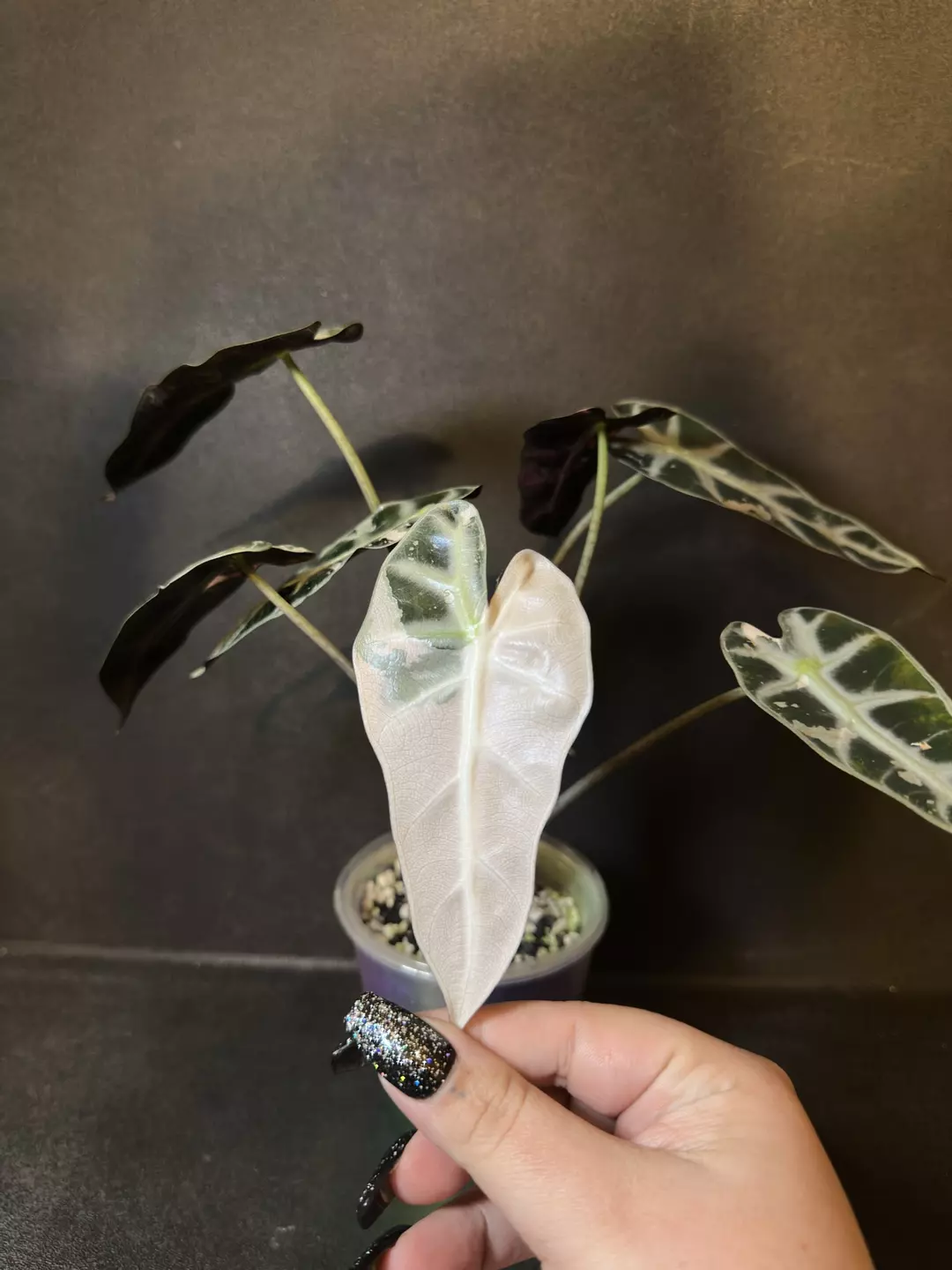 Bambino Pink •Small Corm GC• thumbnail