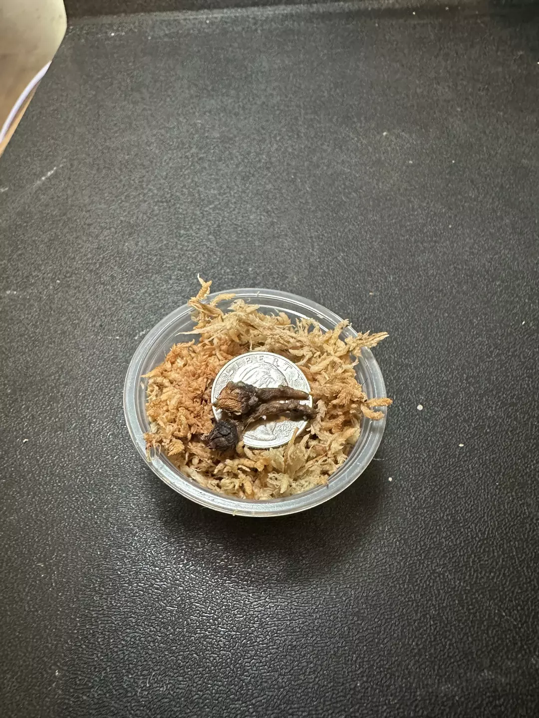 Longiloba Purple Vein •Corm GC• thumbnail